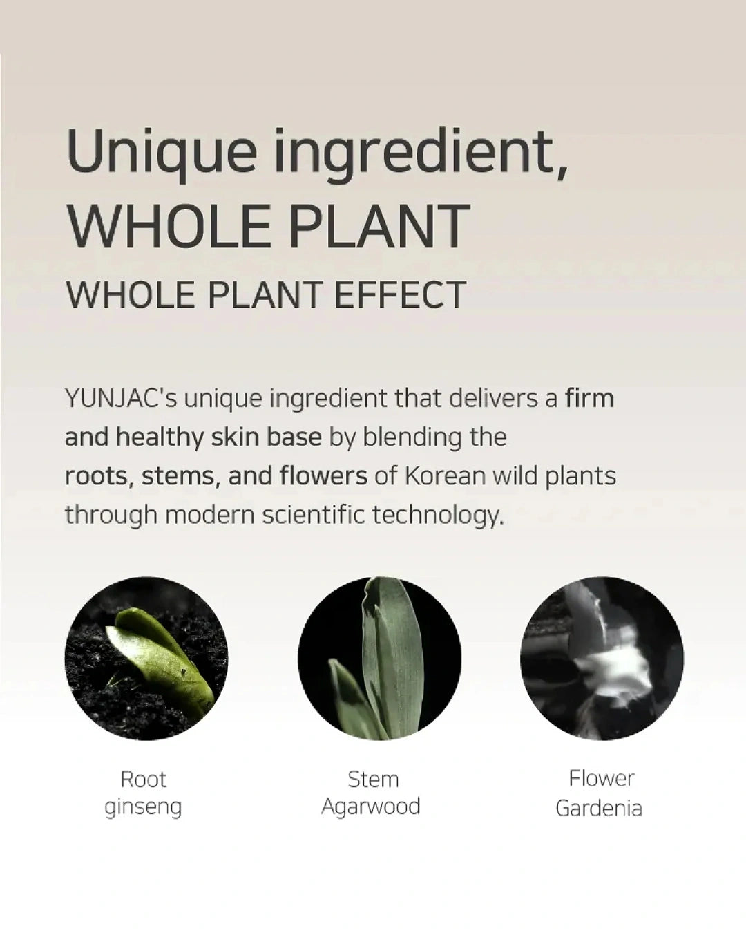 A promotional graphic for Yunjac Whole Plant Effect, featuring text about blending roots, stems, and flowers of Korean wild plants, with three circular inset images showing a green root ginseng, a stem agarth, and a flower gardenia.