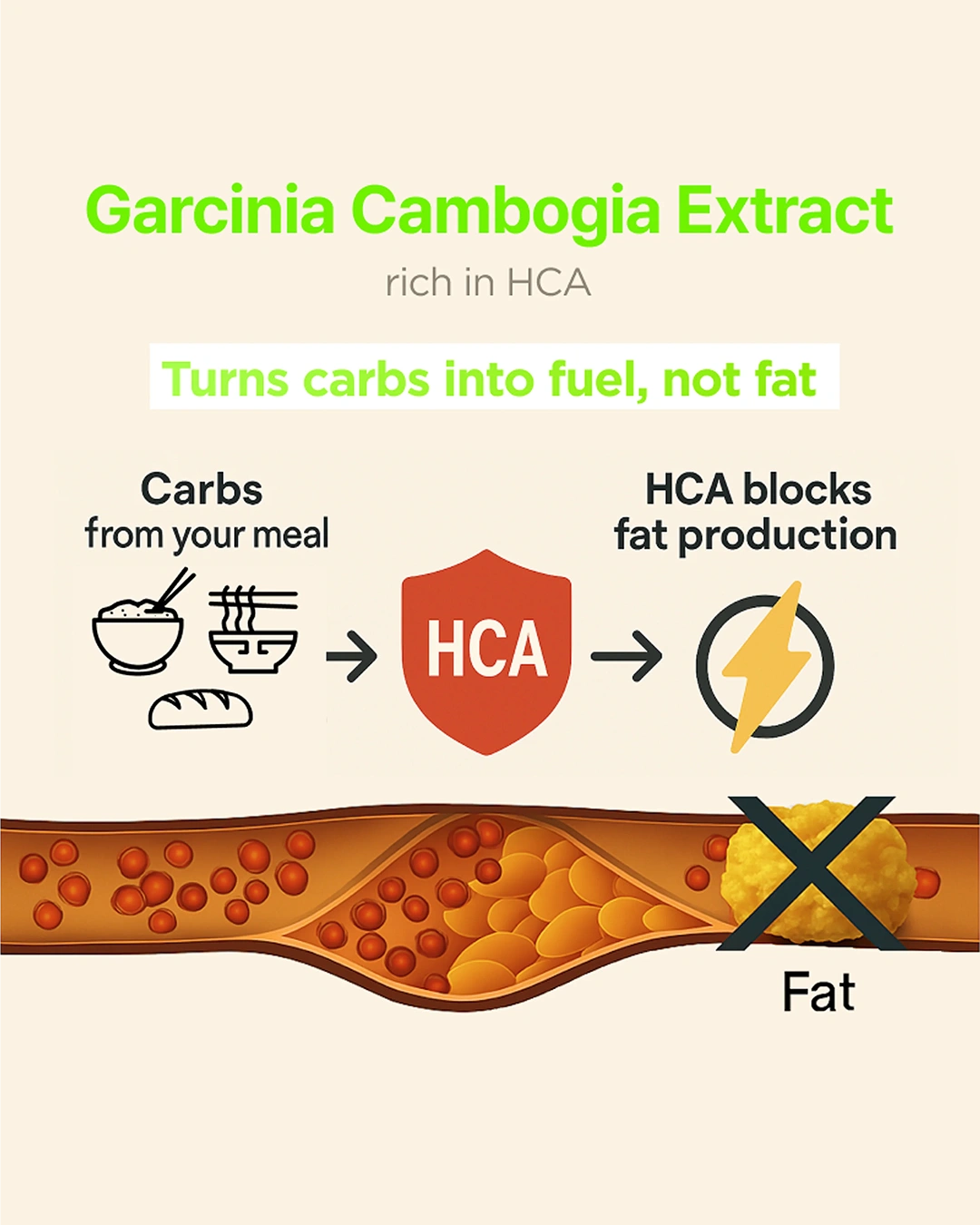 An infographic about Garcinia Cambogia Extract, featuring text and icons explaining that it is rich in HCA, turns carbs into fuel, and blocks fat production. The bottom shows a cross-over graphic of a fatty artery with an 'X' over a yellow fat droplet.