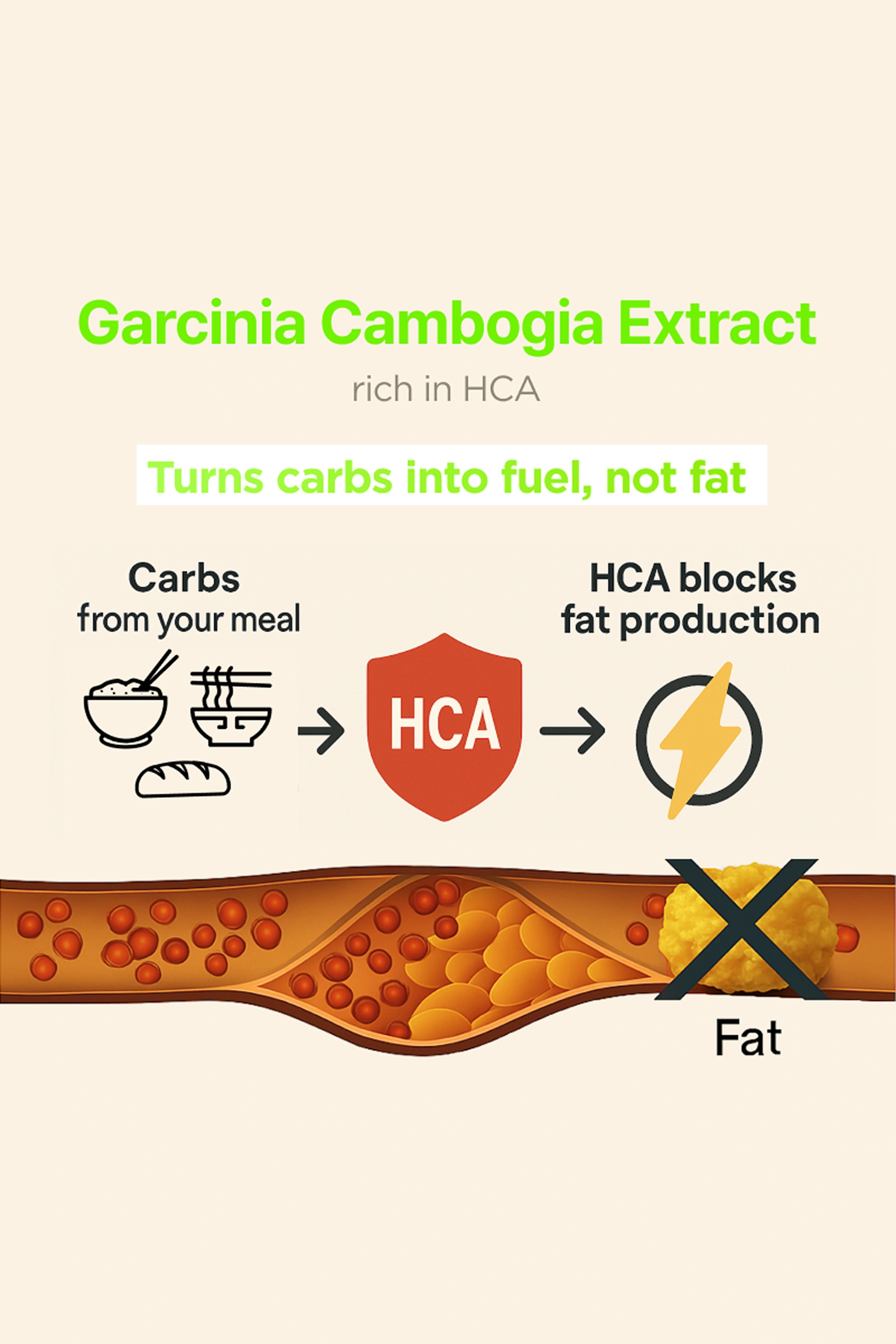 Diagram of Garcinia Cambogia Extract's effect on converting carbs into fuel and blocking fat production.